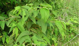 黃麻豆,营养丰富的健康食材探索